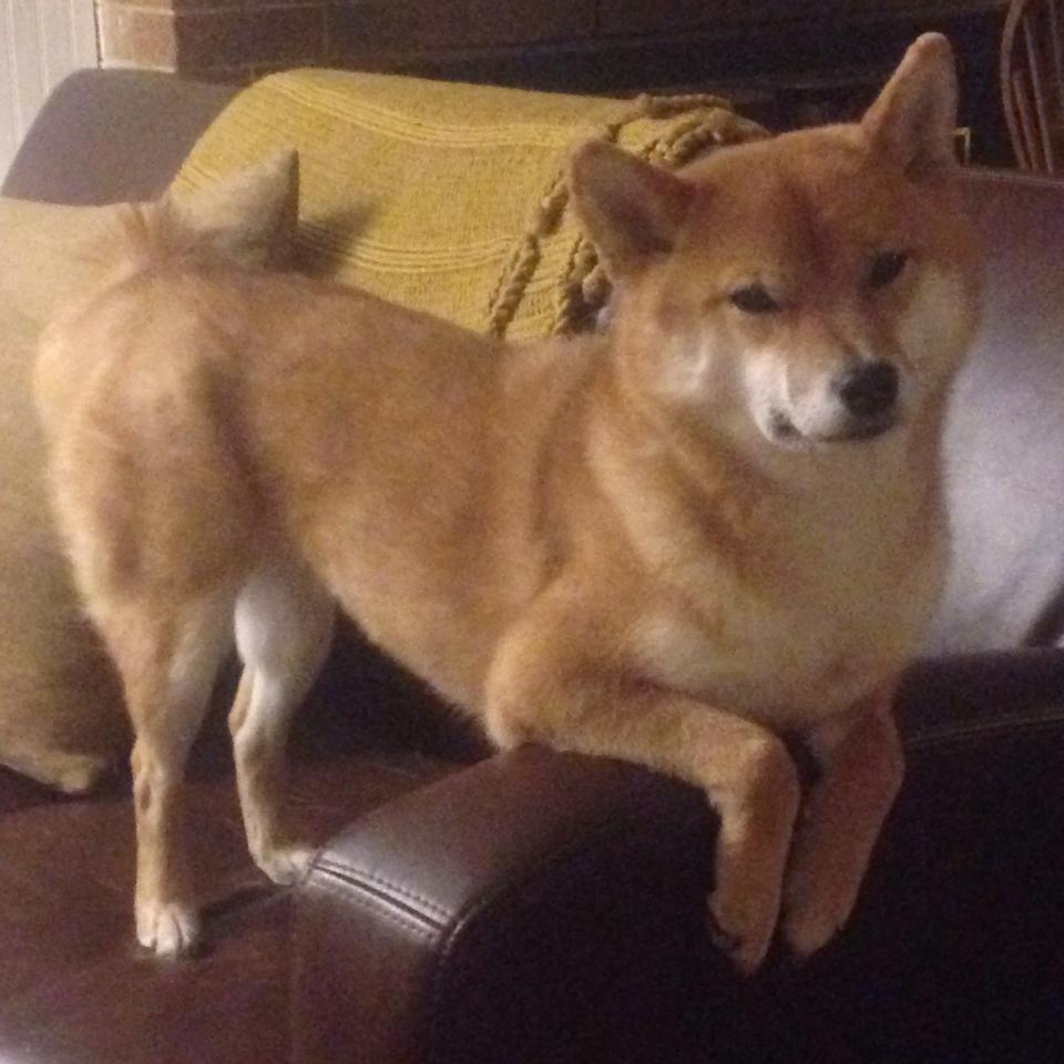 开云体育入口-大数据赋能赛事运营，提升观众满意度与粘性，大数据科技赋能